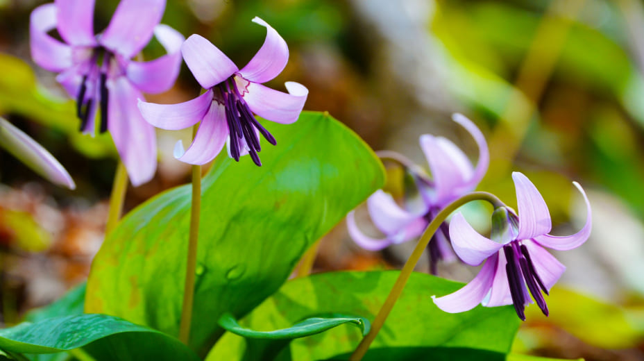 可憐なカタクリの花